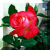 GV Mapar Roses.JPG (62166 bytes)